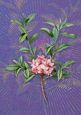 Violet Vintage Azalea