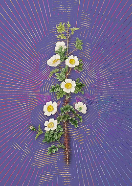 Violet Scotch Rose Bloom