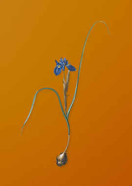 Vintage Barbary Nut Flower