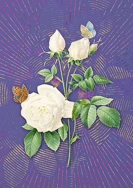 Violet White Bengal Rose