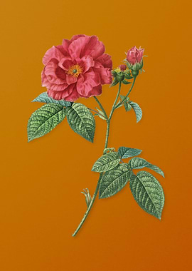 Vintage Apothecary Rose