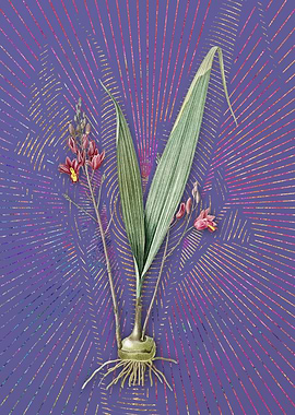 Violet Vintage Pine Pink