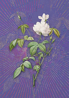 White Bengal Rose 2 Purple