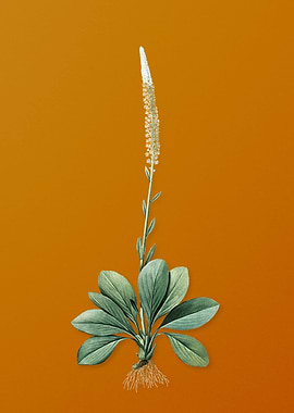 Vintage Blazing Star