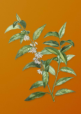 Andromeda Acuminata Bloom