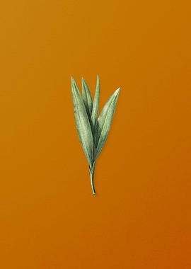 Vintage Autumn Crocus