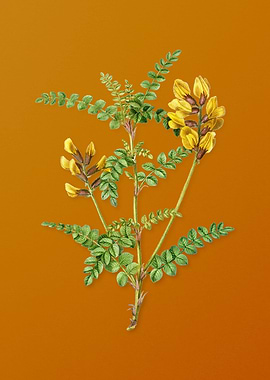 Calophaca Wolgarica Flower