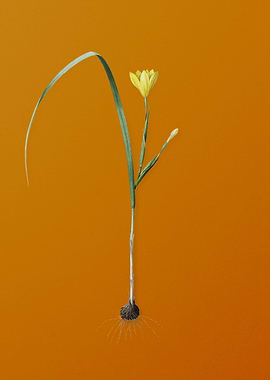 Vintage Cape Tulip Flower