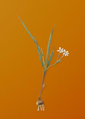 Gladiolus Inclinatus