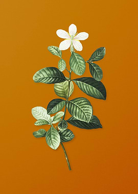 Vintage Gardenia Flower