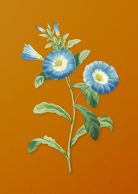 Vintage Field Bindweed