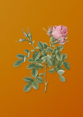 Vintage Dwarf Damask Rose