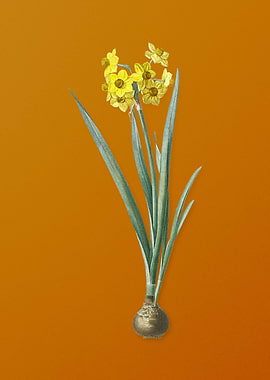 Vintage Daffodil Flower