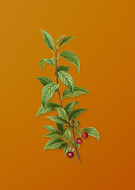 Vintage Cherry Flower