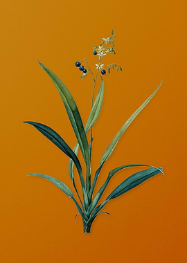 Vintage Flax Lilies Flower