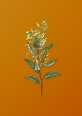 Vintage Evergreen Oak