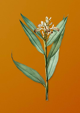 Vintage Globba Erecta