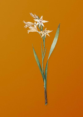 Gladiolus Cuspidatus