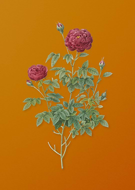 Burgundy Cabbage Rose