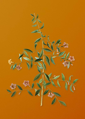 Vintage Goji Berry Branch