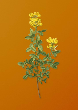 Vintage Common Cytisus