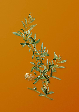 Vintage Goji Berry Branch