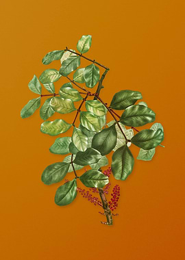 Vintage Carob Tree Flower