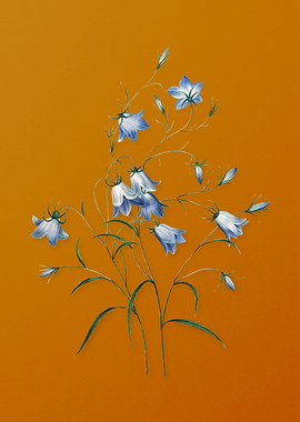 Campanule Clochette Flower