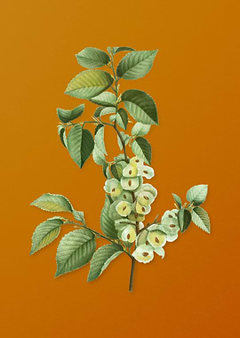 Vintage Field Elm Flower