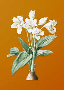 Vintage Crinum Giganteum