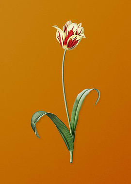 Vintage Didiers Tulip