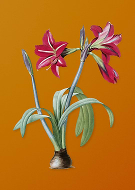 Brazilian Amaryllis Flower