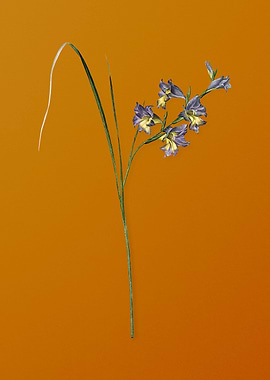 Vintage Gladiolus Ringens