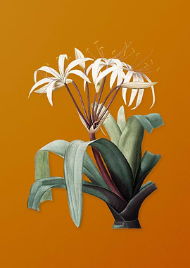 Vintage Crinum Erubescens