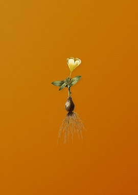 Vintage Cape Tulip a