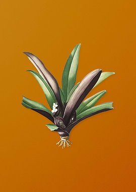 Vintage Boat Lily Flower