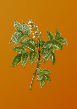 European Bladdernut Flower