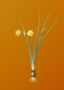 Vintage Daffodil Flower