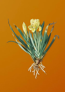 Vintage Crimean Iris