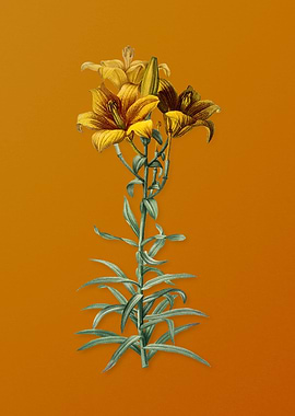 Vintage Fire Lily Flower