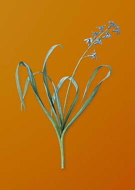 Vintage Dutch Hyacinth