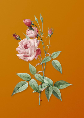 Common Rose of India