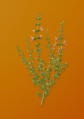 Vintage Cat Thyme Plant