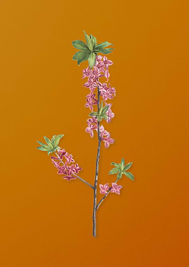 February Daphne Flowers