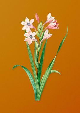 Vintage Gladiolus Saccatus