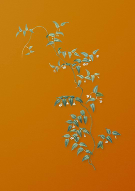 Vintage Bridal Creeper