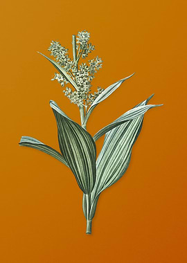 Vintage False Helleborine