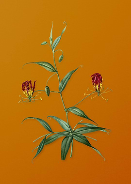 Vintage Flame Lily Flower