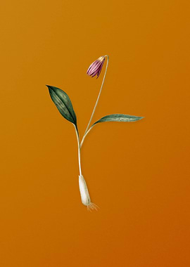 Vintage Erythronium Flower