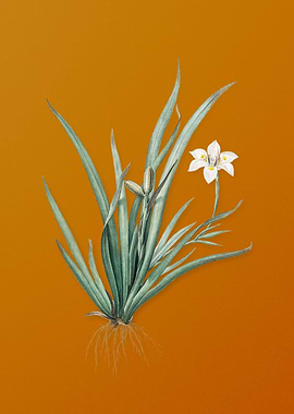 Vintage Fortnight Lily